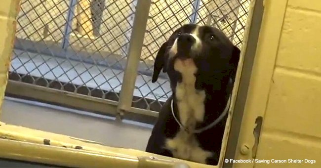 Sad dog's reaction when he's finally adopted is priceless