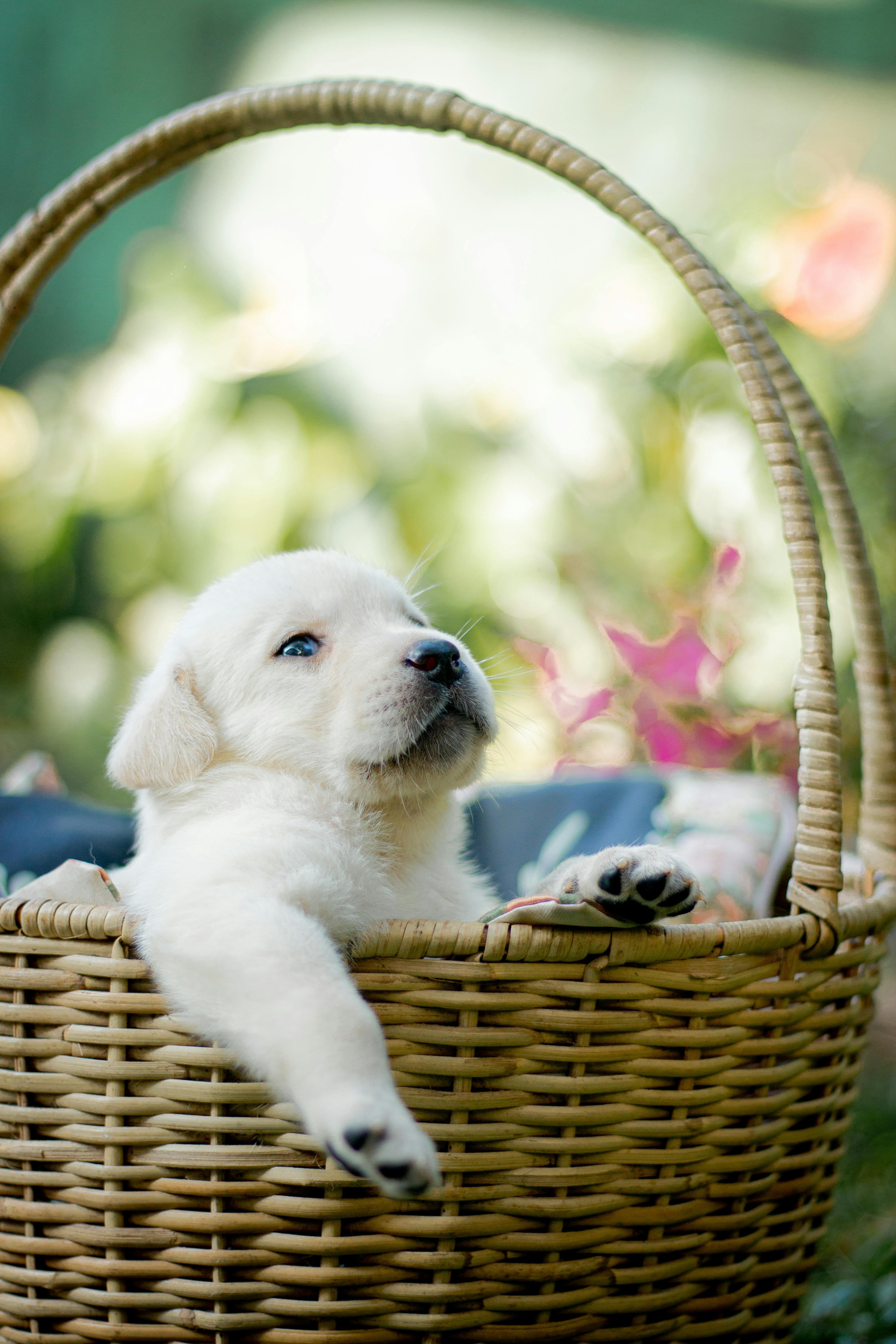 A labrador puppy in a woven basket | Source: Pexels