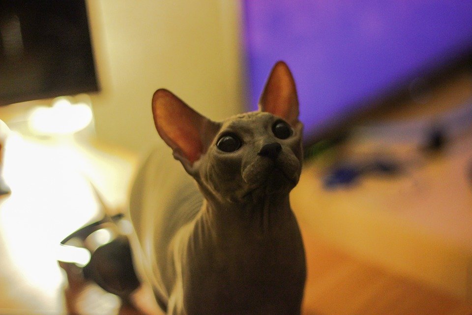 Gato esfinge mirando un objeto. | Imagen tomada de: Pixabay Gato esfinge mirando un objeto. | Imagen tomada de: Pixabay