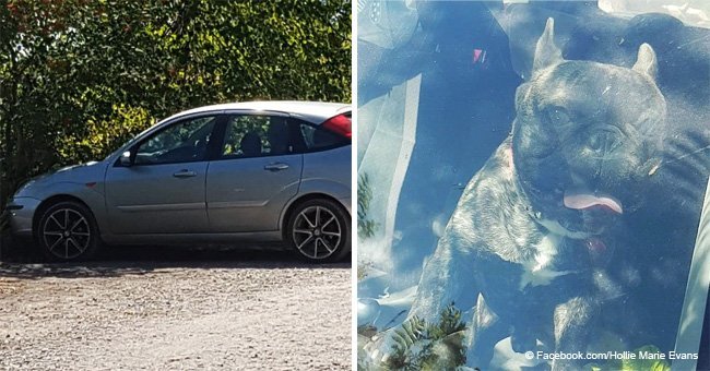 Beach goers smash car window to rescue French bulldog and are harassed by the owner