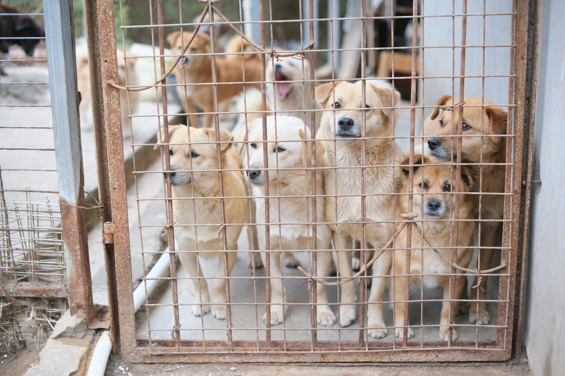 Dogs at an animal shelter | Source: Pexels