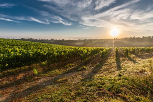 A vast field in the farm | Photo: Pexels