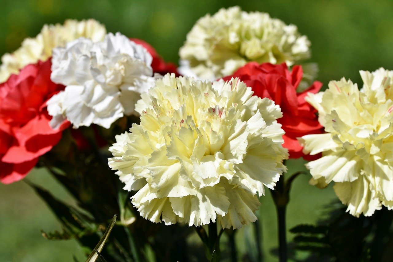 A bouquet of yellow, red, and white carnations | Photo: Pixabay/Capri23auto