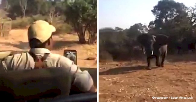 Tourists panic as wild elephant attacks them, ripping through truck with its huge tusks