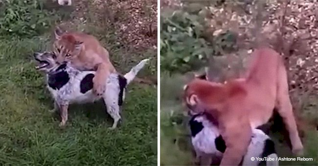 Man captures dramatic moment puma clamped its jaws around dog’s neck