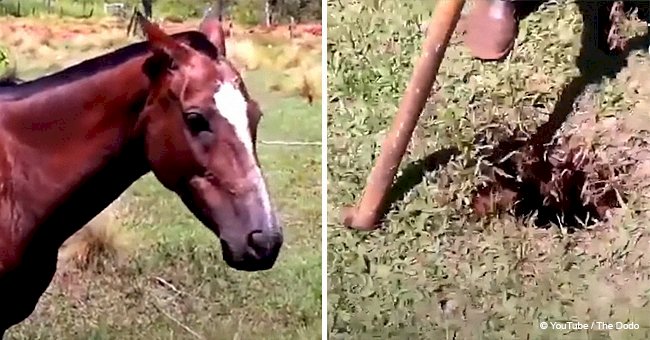 Men rescue newborn horse from ant’s nest and foal's reunion with nervous mom goes viral