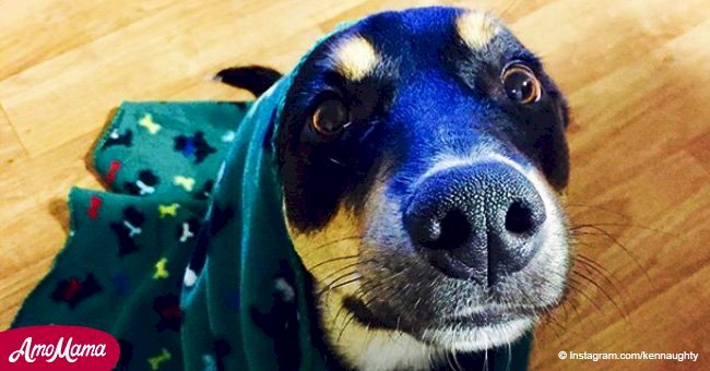 Dog pretended to be sick to make her owner stay home from work