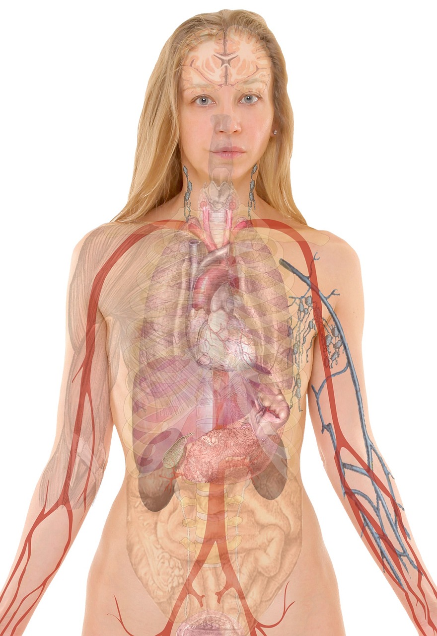 An illustration of a female's anatomy | Source: Pixabay