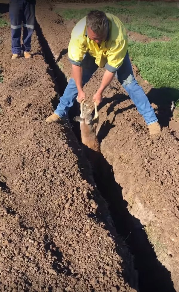Le travailleur de la construction a finalement sorti le kangourou du fossé où il a été piégé. | YouTube/ViralHog