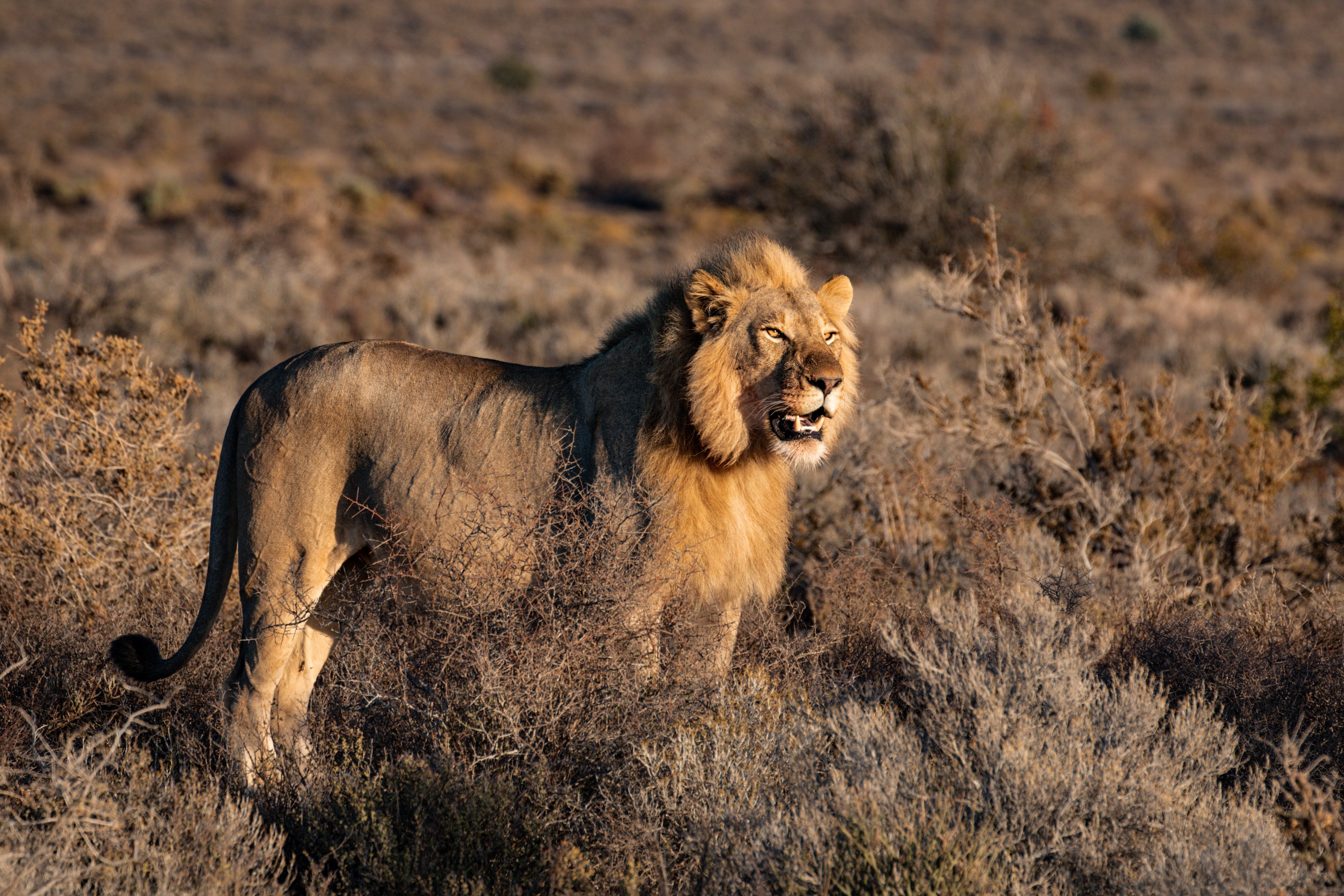 Pictured - An image of a lion out in the wild | Source: Pexels 