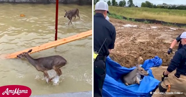 Tense video of 2 deer found trapped in a flooded basement after a rainstorm