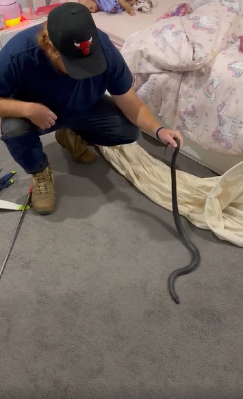 Bryce removing a red-bellied black snake on June 16, 2024, in Jimboomba, Queensland in Australia | Source: Facebook/Snake Catchers Brisbane & Gold Coast