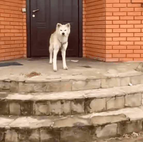 Hund bleibt vor der Haustür und wartet auf seine Besitzerin. | Quelle: Telegram.org/pravdaGerashchenko_en