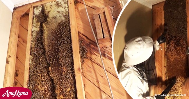 Homeowner found giant beehive inside his living room wall