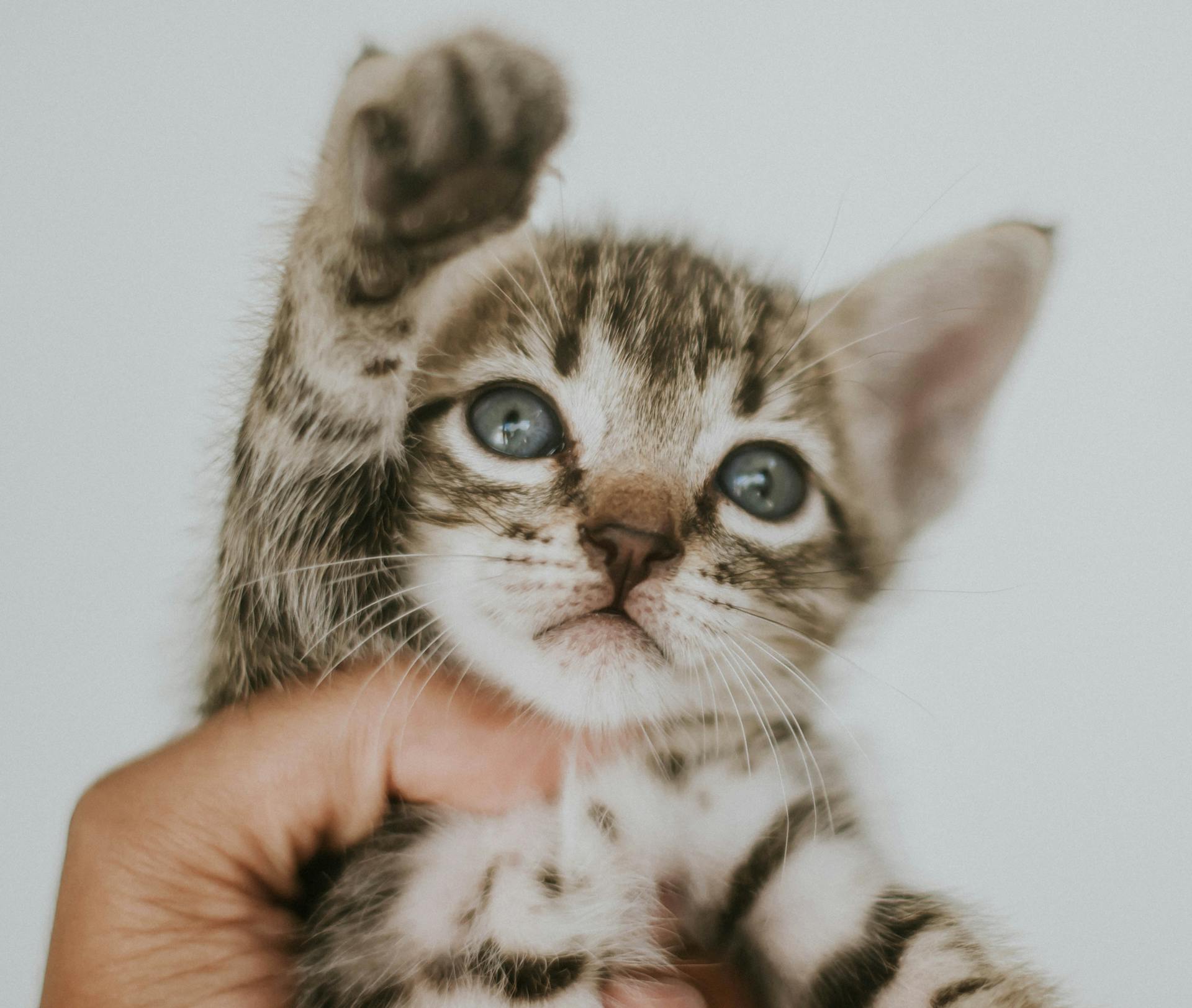 A person holding a kitten | Source: Pexels