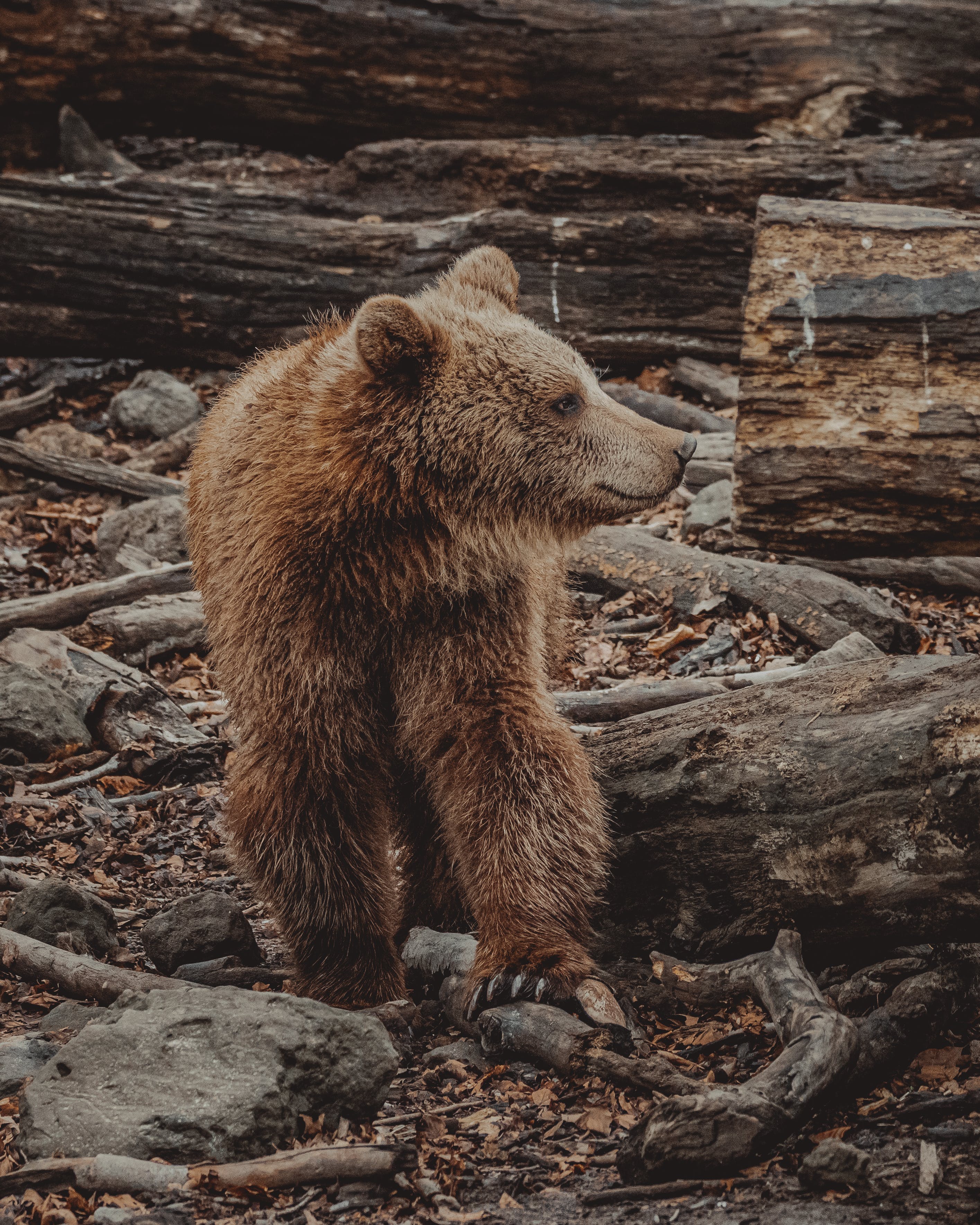 A bear walking. | Source: Pexels