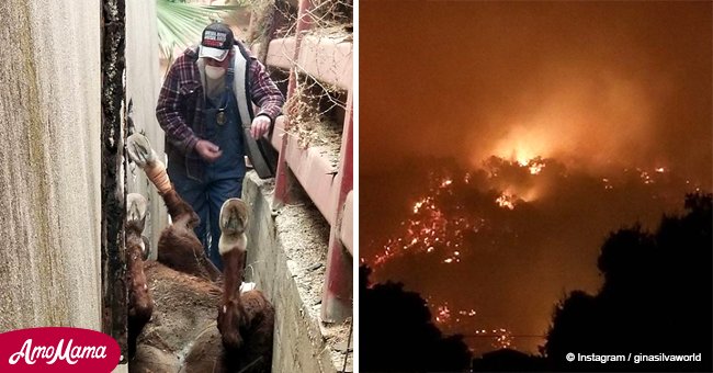Helpless horse trapped during terrible wildfires finally rescued
