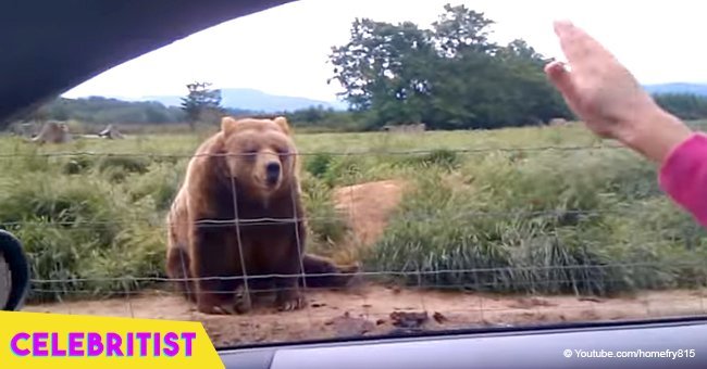 Woman waves to 300-pound bear from car and the animal's response goes viral