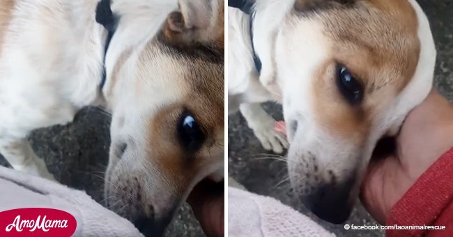 Abandoned dog was crying on the side of the road. Then he greeted his savior with kisses