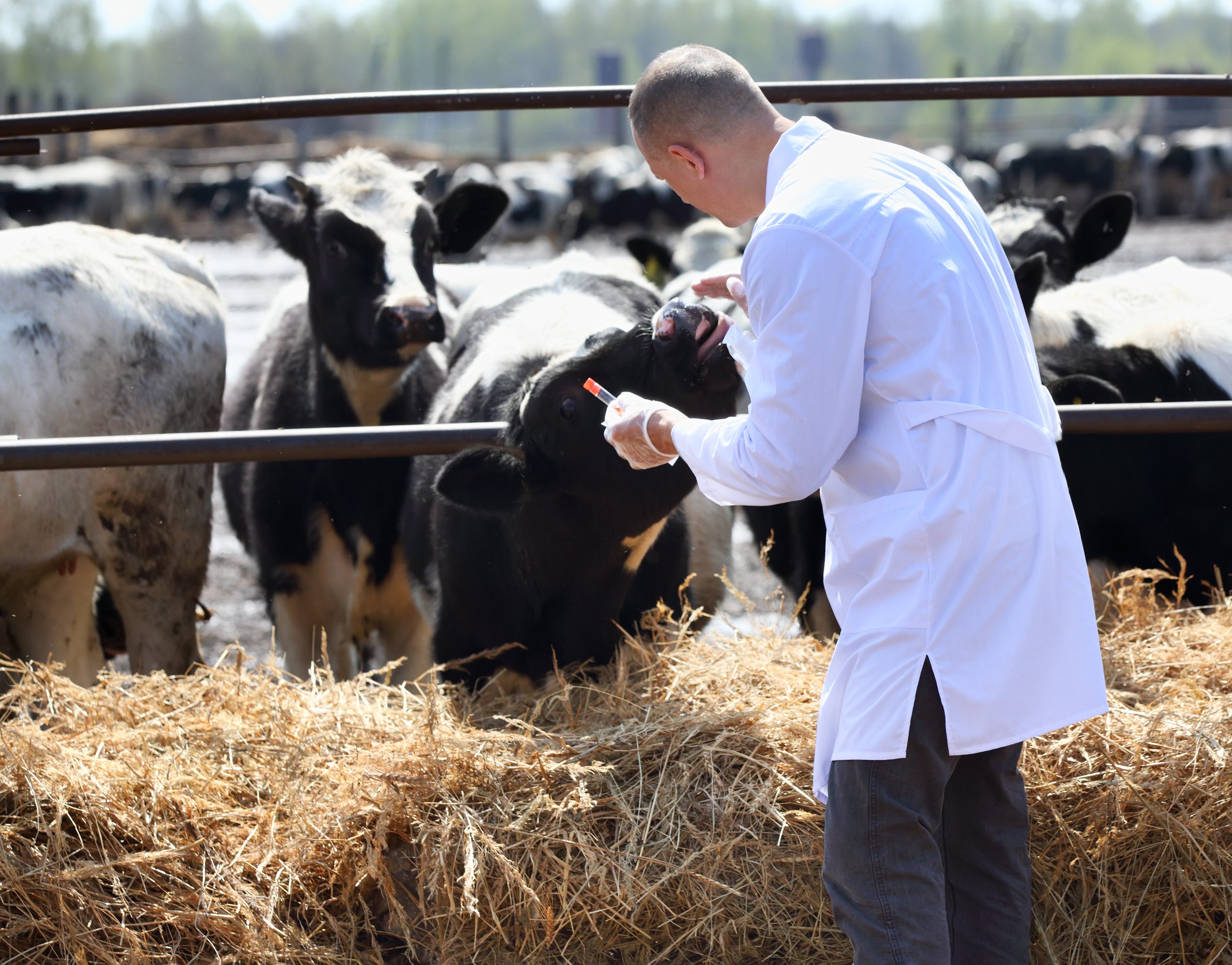 Mr. Jones chose to tend to his livestock instead of making friends with the neighbors and other residents in the nearby town. | Source: Shutterstock