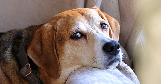 A dog resting on a sofa | Photo: Pixabay