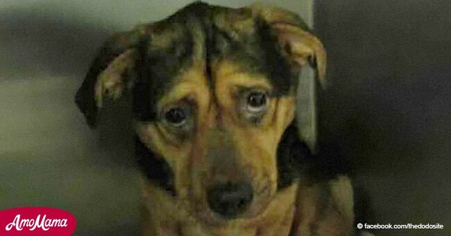 Un chien était accablé par la tristesse jusqu'à ce qu'une femme ne fasse un trajet de 6 heures pour le sauver