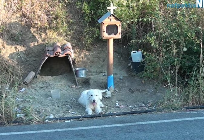 Perrito espera en el lugar donde su dueño falleció en un accidente automovilístico. | Foto: YouTube/Nafpaktianews Web TV