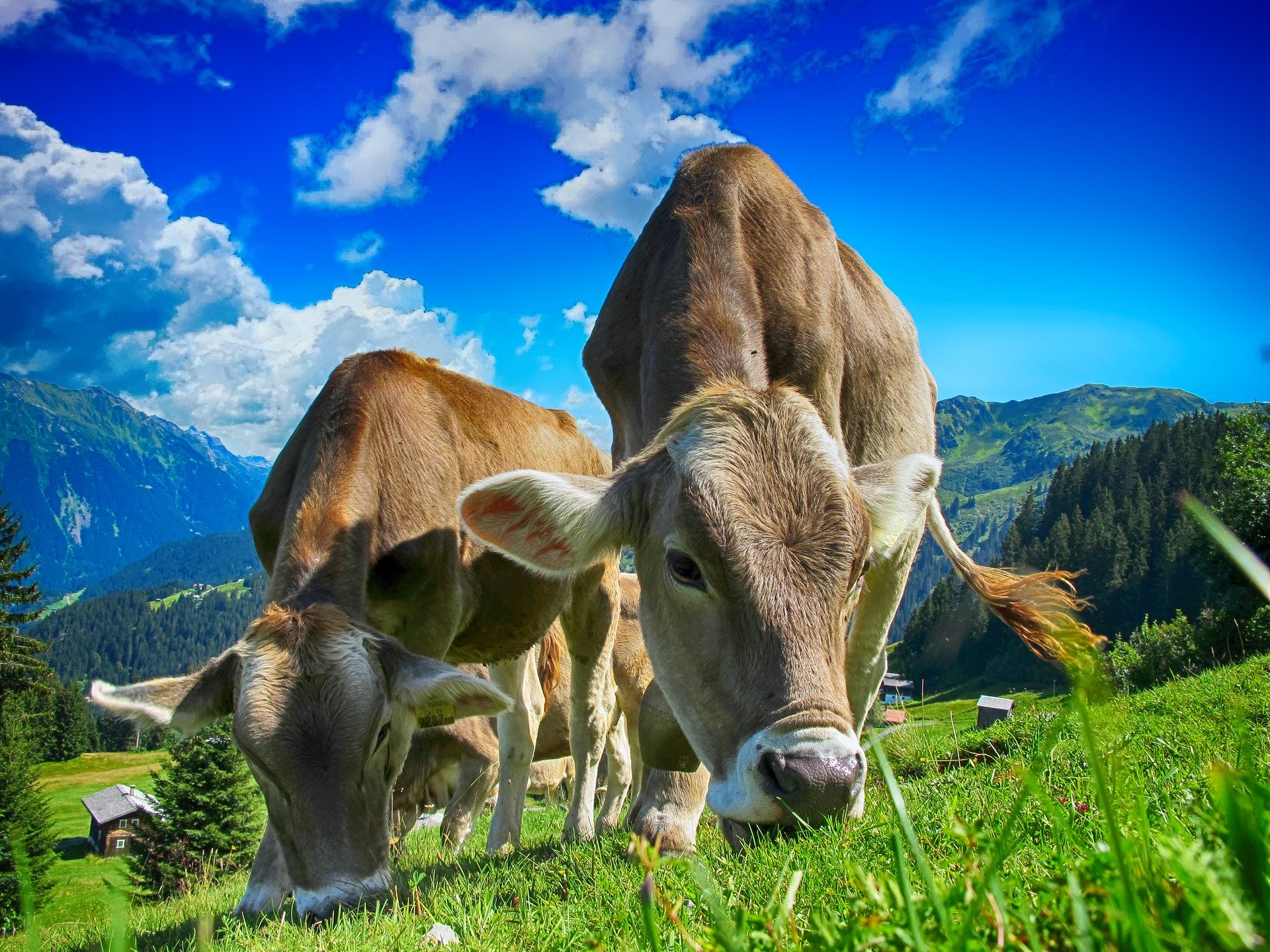 Des vaches. | Photo : Pixabay