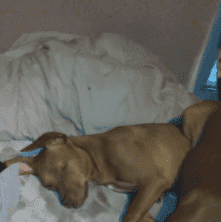 Lips the dog pictured laying on the bed. | Source: YouTube/Tommy Matney