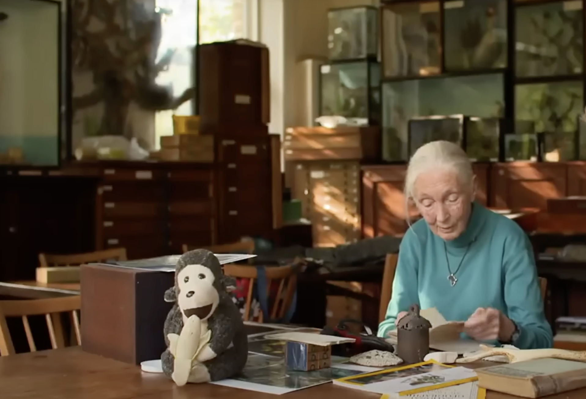 Jane Goodall flips through documents at a table filled with papers, books, and personal items. A stuffed toy chimpanzee sits nearby, holding a plush banana in its arms. | Source: YouTube/@CBSSundayMorning