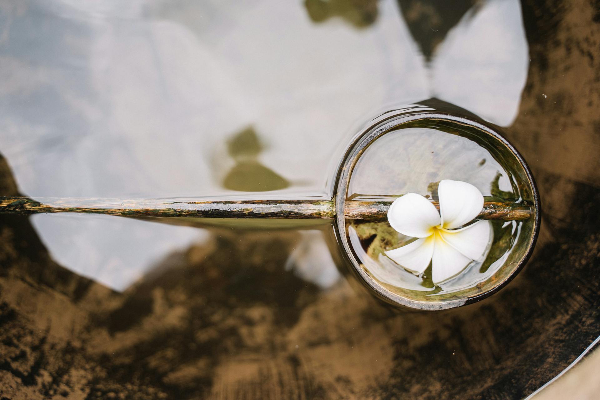 A flower floating in a bucket of water | Source: Pexels