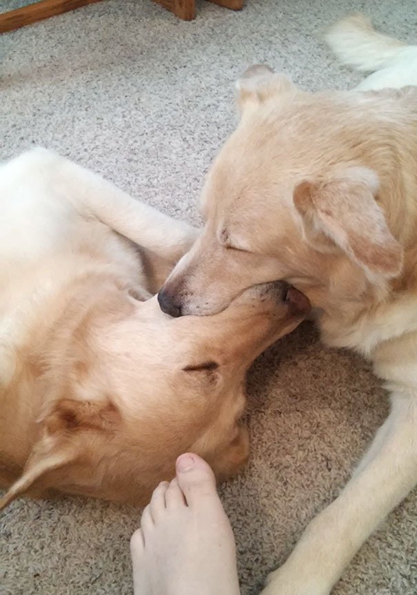 Chiens / Source : Reddit / skulofish Chiens / Source : Reddit / skulofish