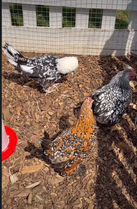 David Beckham releasing his chickens into the coop | Source: Instagram/victoriabeckham
