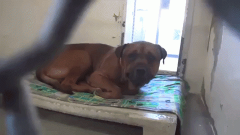 Quelle: Facebook/Saving Carson Shelter Dogs