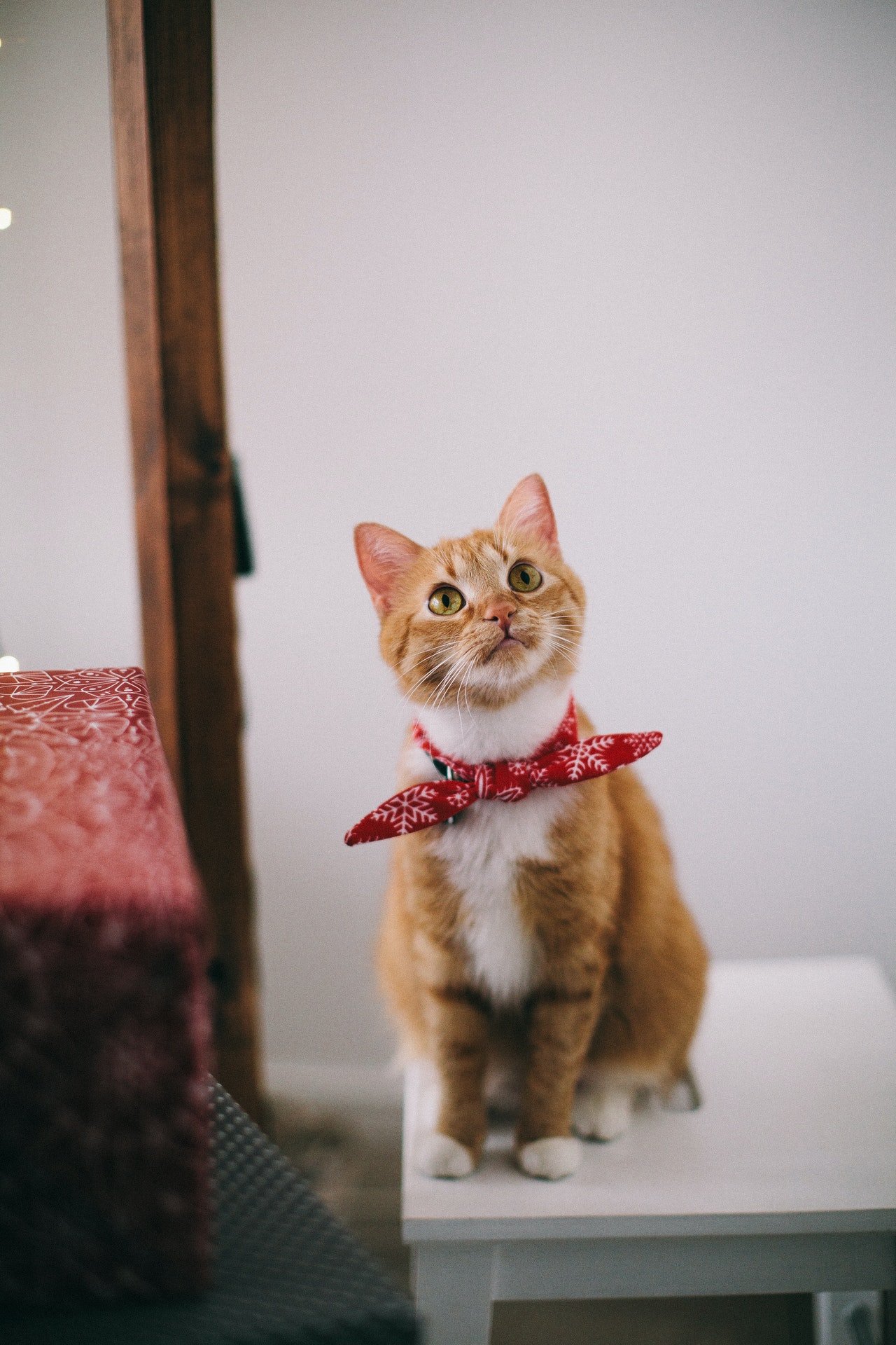 Photo of a cat sitting on a stool | Photo: Pexels