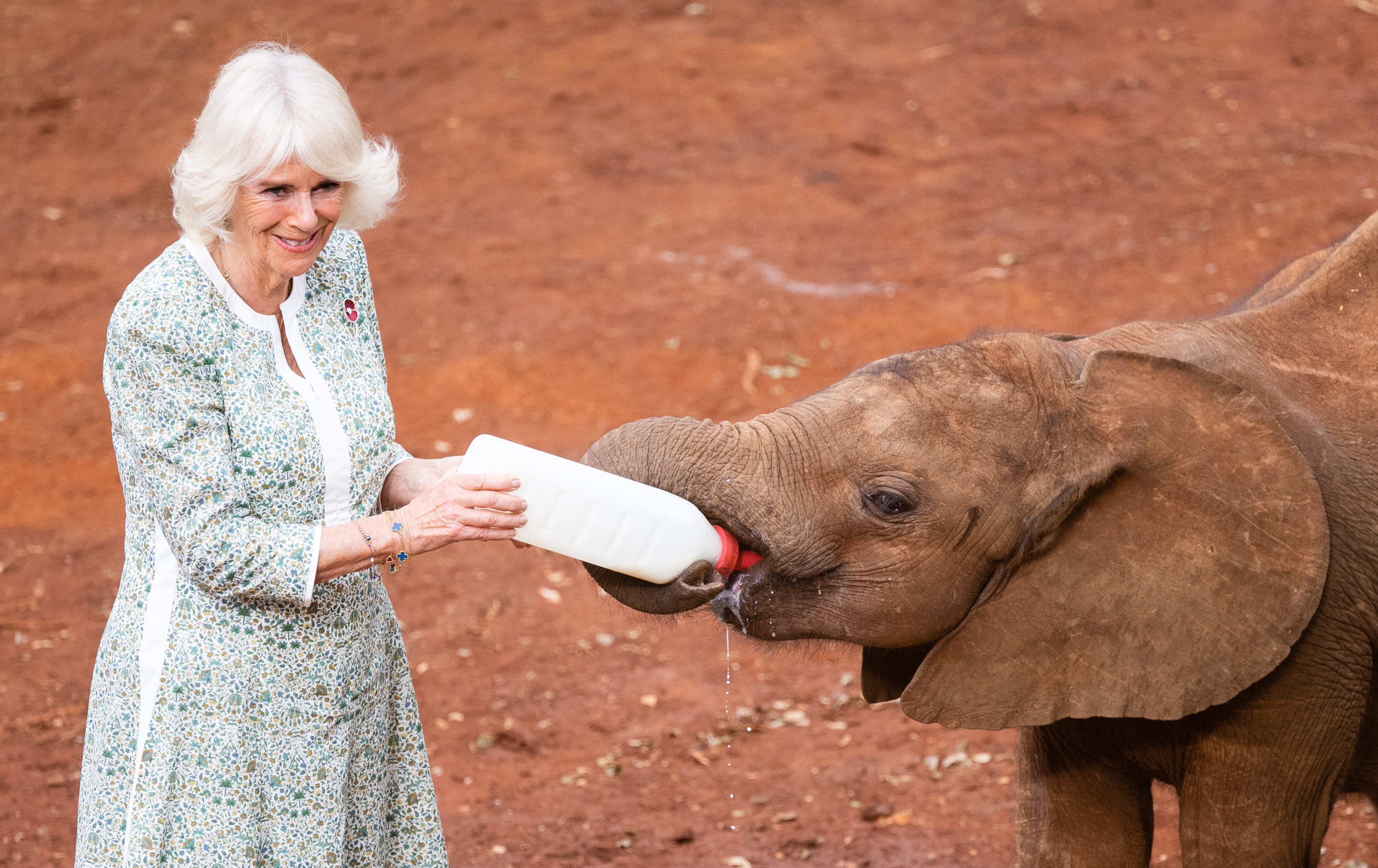 Queen Camilla feeds a baby elephant during a visit to Sheldrick Wildlife Trust Elephant Orphanage in Nairobi National Park  on November 1, 2023 in Nairobi, Kenya | Source: Getty Images