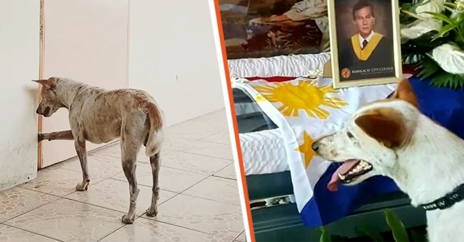 Dog waits for his human friend unaware that he has passed away [left] Dog mourns next to his friend's coffin [right] | Source: twitter.com/ABSCBN  twitter.com/PhilippineStar