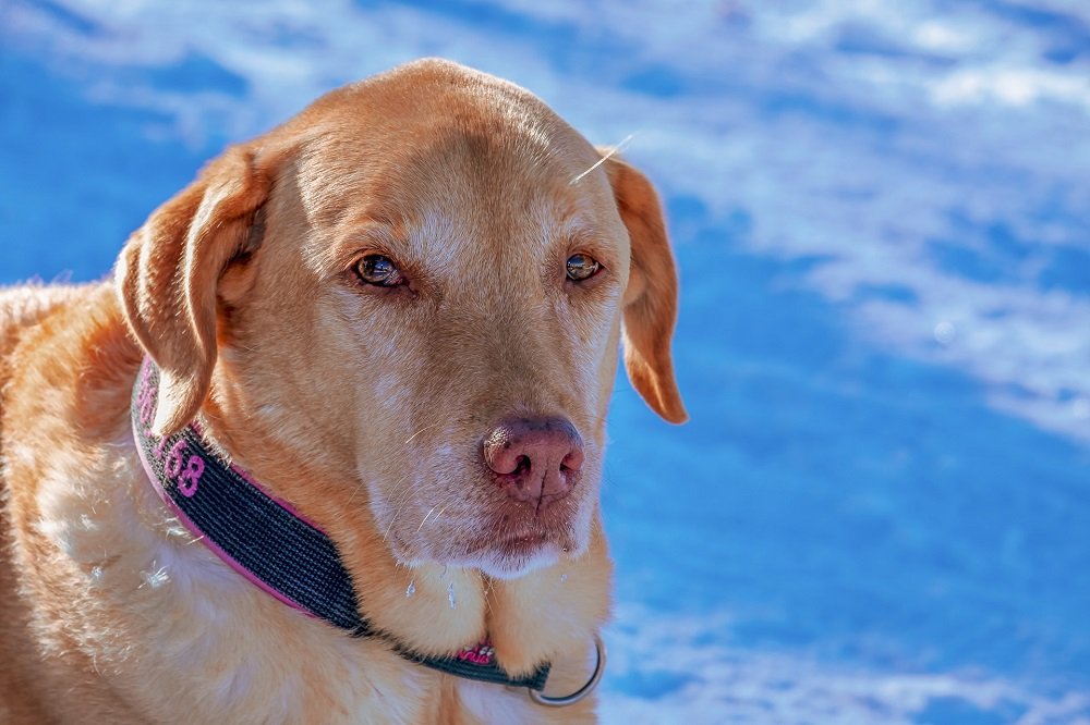 A dog standing in snow and handling under-zero temperatures. | Image:  Pixabay.