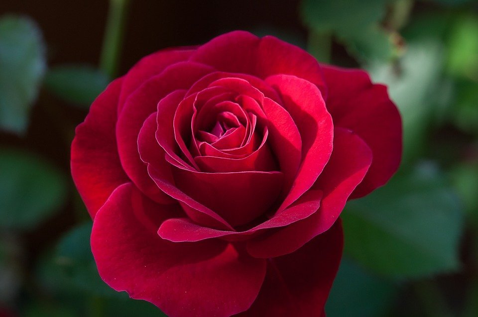 Rosa roja.| Imagen tomada de: Pixabay Rosa roja.| Imagen tomada de: Pixabay