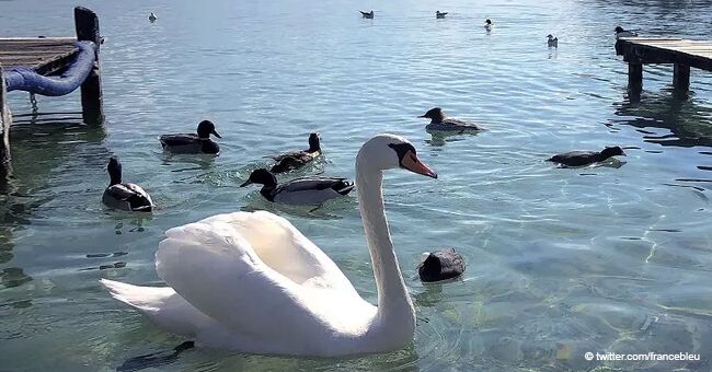 Un cygne a été tué sur le lac d’Annecy : "On ne peut pas laisser passer ça"