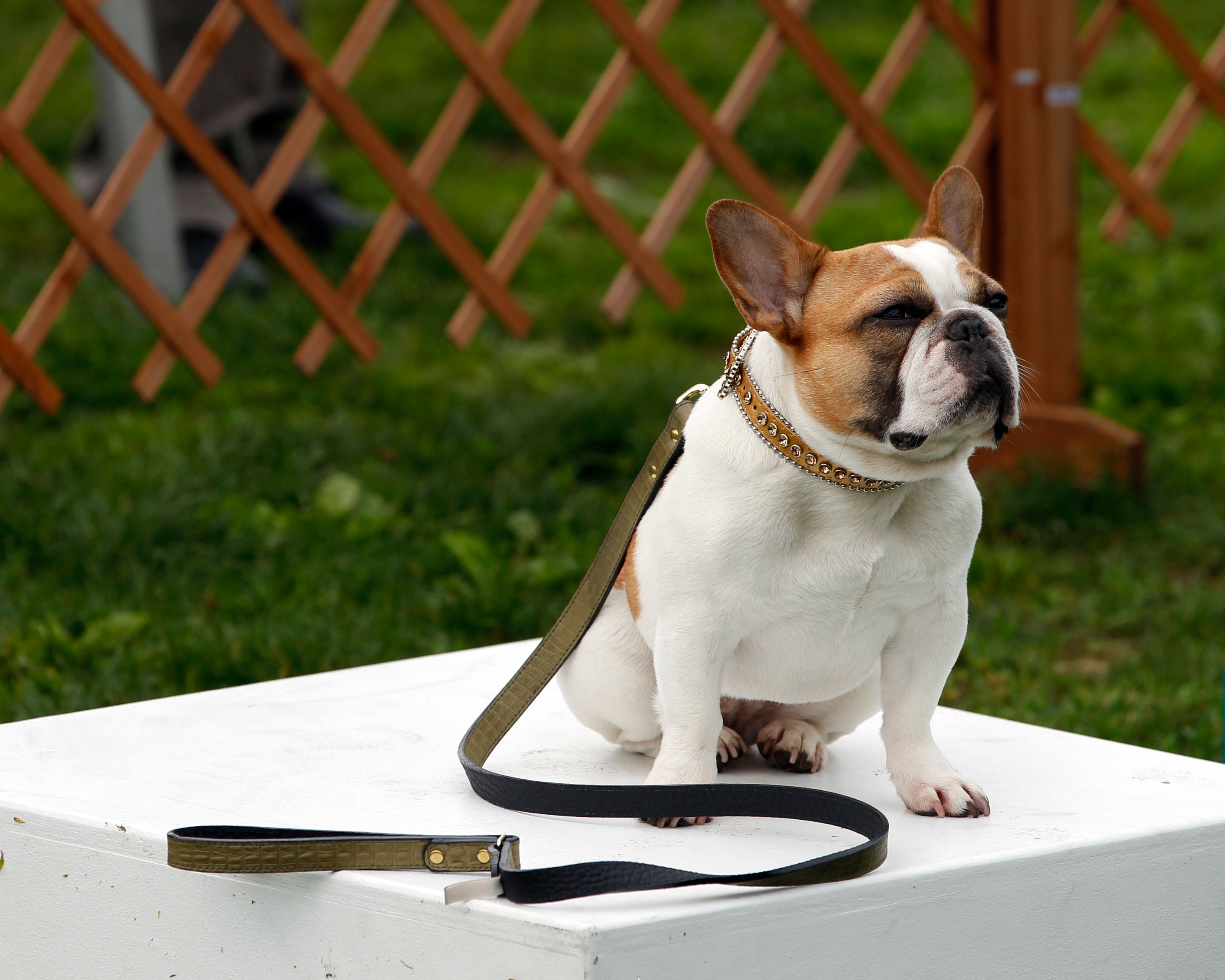 Jay secretly enters Stella in a dog show, on "Modern Family," WEDNESDAY, APRIL 30. |  Photo: Getty Images 