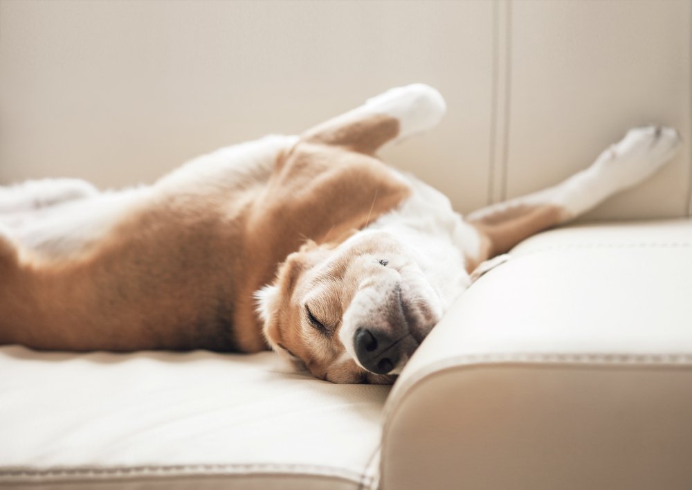 Photo d'un chien dormant sur un canapé | Photo : Shutterstock