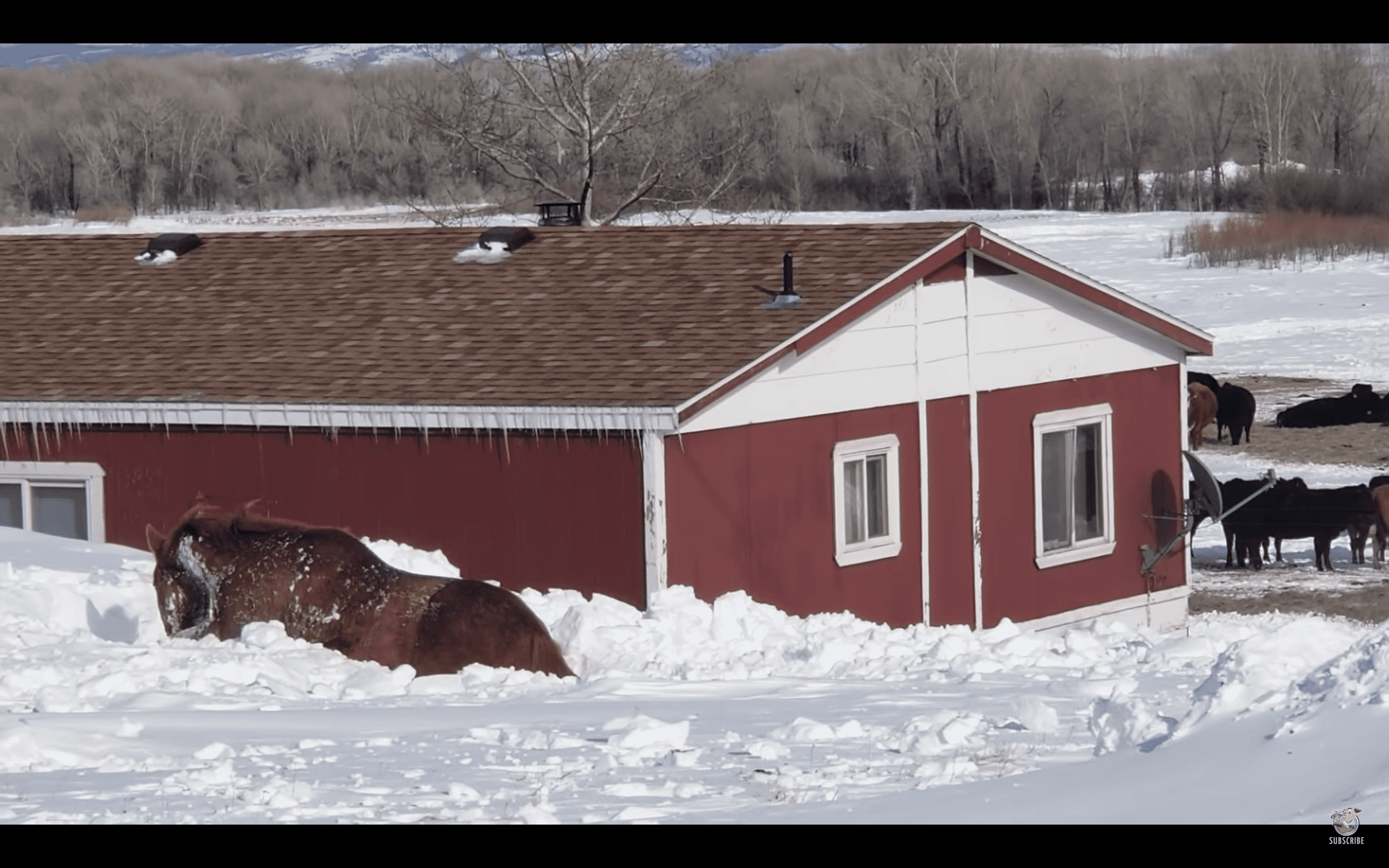 Horse stuck in snow. | Source: YouTube/ViralHog