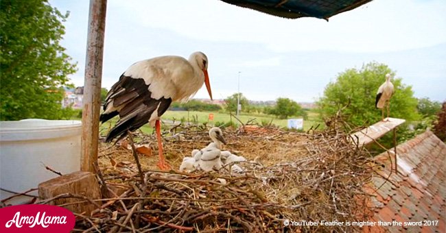 Devoted stork travels thousands of miles every year to see his disabled lover