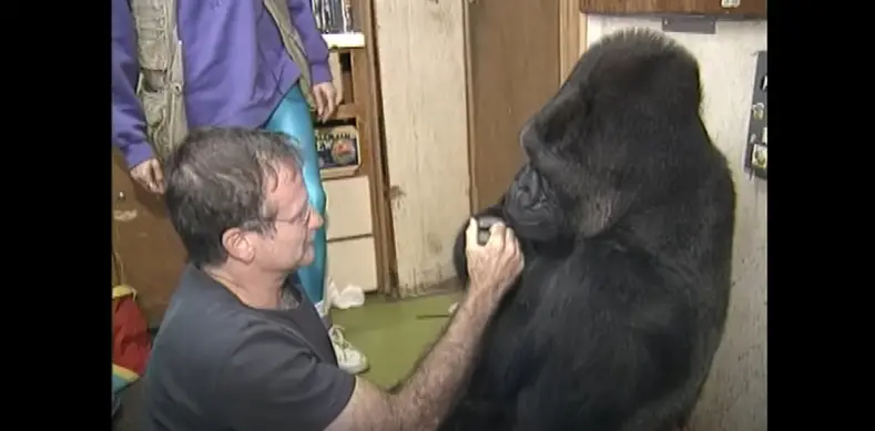 Robin Williams and Koko the gorilla in 2001  | Source: YouTube/kokoflix