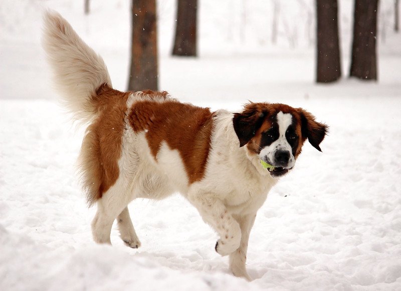 A St. Bernard dog in the snow. | Photo: Flickr