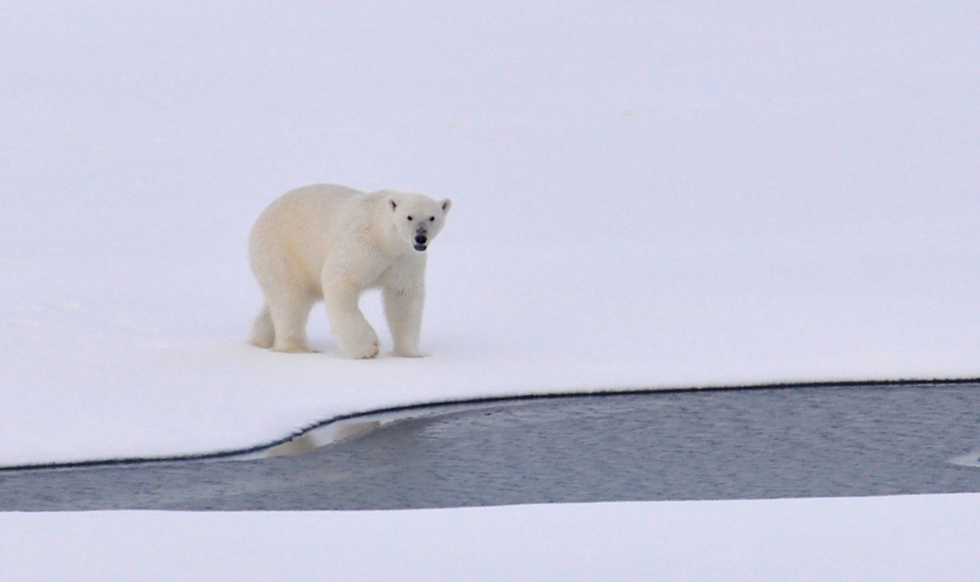 Photo of a Polar Bear outdoor. | Photo: Pexels