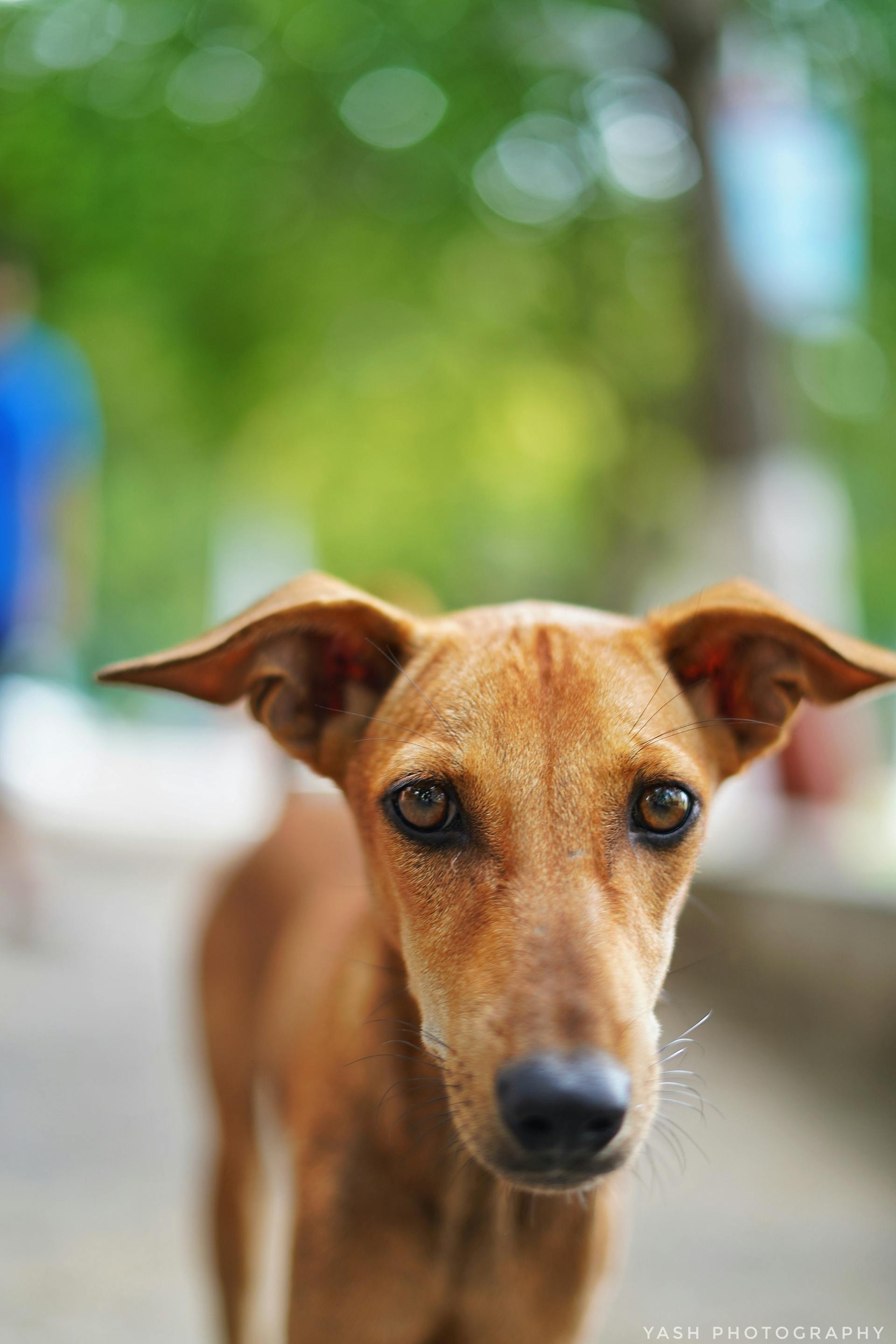 A dog | Source: Pexels