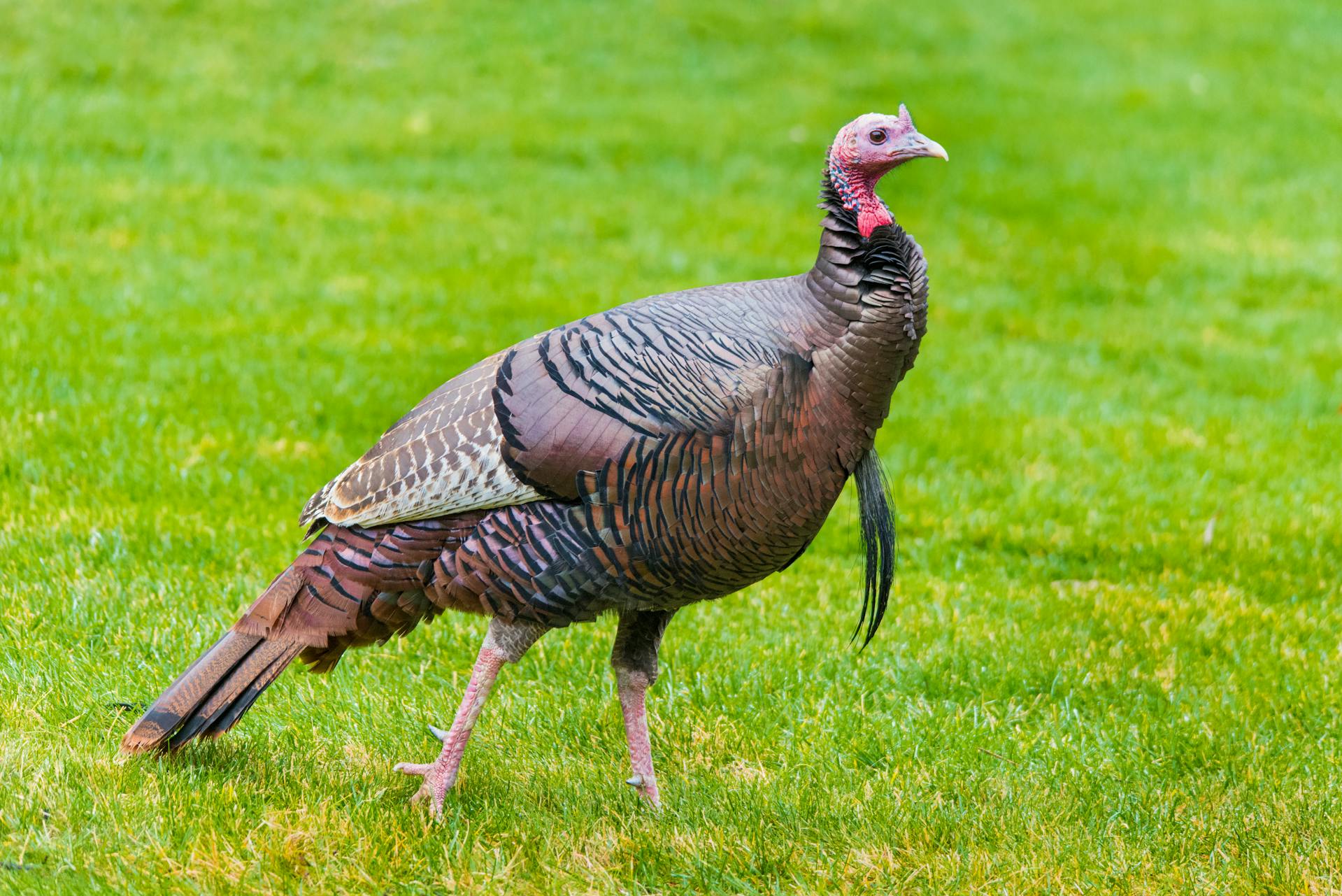 A turkey | Source: Pexels