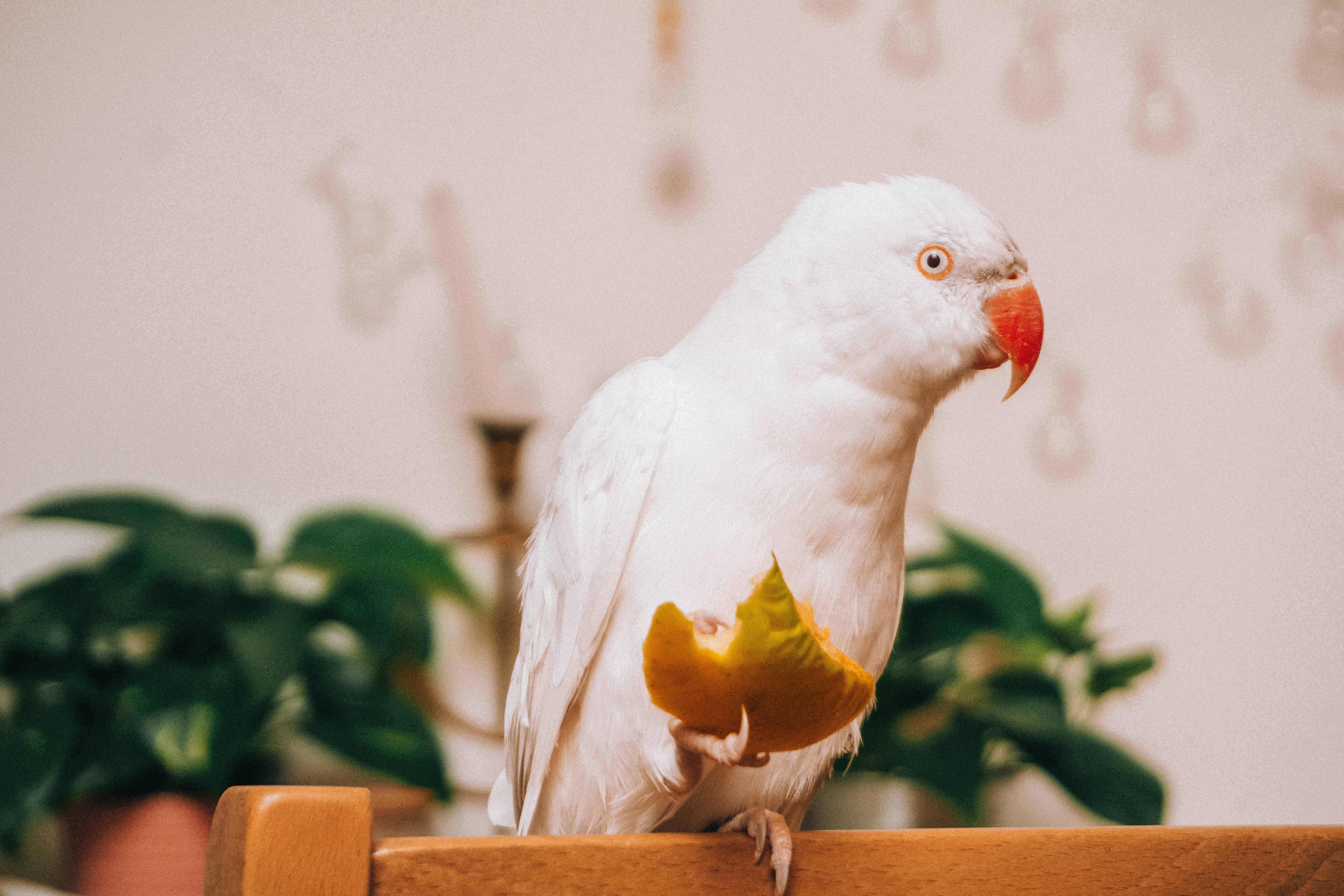 Before she died, Emma made Adam promise to take care of her beloved pet parrot, Max. | Source: Pexels